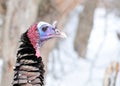 Wild Turkey Close-up Royalty Free Stock Photo