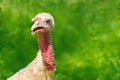 Wild Turkey close-up on a blurred green background. Royalty Free Stock Photo