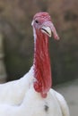 Wild Turkey close-up