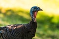 Wild Turkey close-up portrait with a smooth green background Royalty Free Stock Photo