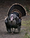 Wild turkey stock photos. Wild turkey close-up profile front view, enjoying its environment and habitat exposing its body, fan out Royalty Free Stock Photo