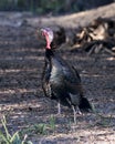 Wild turkey stock photo. Wild turkey close-up profile view with background displaying its plumage, red, green, copper, bronze and Royalty Free Stock Photo