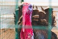 Wild turkey close up. Turkey in the zoo. Royalty Free Stock Photo