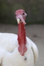 Wild Turkey close-up