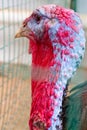 Wild turkey close up. Turkey in the zoo. Royalty Free Stock Photo