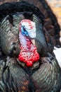 Wild Turkey Closeup Royalty Free Stock Photo