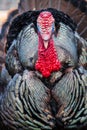 Wild Turkey Closeup Royalty Free Stock Photo