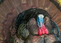 Wild Turkey Closeup Royalty Free Stock Photo