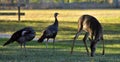 The Wild Turkey and Deer of South Florida Royalty Free Stock Photo