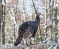 Wild Turkey Determination Look While Performing as an Equilibrist Royalty Free Stock Photo