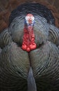 Wild Turkey Displaying Royalty Free Stock Photo