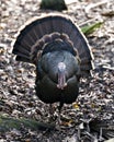 Wild turkey bird stock photos. Wild turkey its environment and surrounding exposing its body, fan out tail feathers, head, beak,