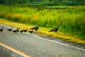 Wild turkey family