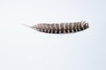 Wild Turkey feather against white background Royalty Free Stock Photo