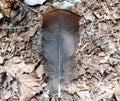 Wild Turkey Feather Royalty Free Stock Photo