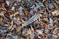 Wild turkey feather on leaves Royalty Free Stock Photo