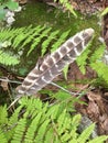 Wild Turkey Feather Royalty Free Stock Photo