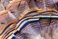 Wild Turkey Feathers Tail Feathers Fan Royalty Free Stock Photo