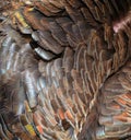 The wild turkey feathers