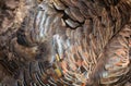 The wild turkey feathers