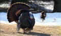 Wild turkey in nature during autumn Royalty Free Stock Photo