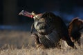 Wild turkey in nature during autumn Royalty Free Stock Photo