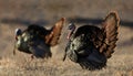 Wild turkey in nature during autumn Royalty Free Stock Photo