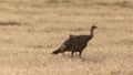 Wild turkey foraging for insects in drying grass with back lighting