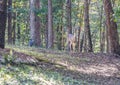 Deer and a wild turkey in the woods