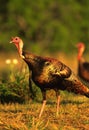Wild Turkey Gobbler Royalty Free Stock Photo