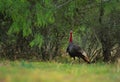 Wild Turkey Gobbler Royalty Free Stock Photo