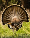 Wild Turkey Gobbler displays his tail feathers while parading in full strut mode