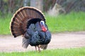 Wild Turkey Gobbler 805974