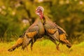 Wild Turkey Gobblers battle for dominance during mating season Royalty Free Stock Photo