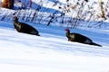 Wild Turkey Gobblers in Snow 801328