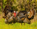 Wild Turkey Gobblers square off for breeding rights during springtime mating season Royalty Free Stock Photo