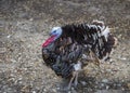 Wild Turkey gobbling in field