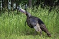 A Wild Turkey In A Gobbling Mood Royalty Free Stock Photo