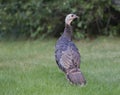 Wild Turkey in grass