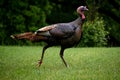 Wild Turkey on grass in Lake Geneva, Wisconsin Royalty Free Stock Photo