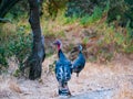 Wild Turkey group in dry oak woodland shot