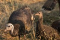 Wild turkey hen with baby or poult.