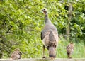 Wild Turkey Hen And Chicks