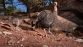 Wild turkey hen with chicks in American southwest desert landscape