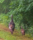 Female wild turkey with one poult as seen from behind Royalty Free Stock Photo