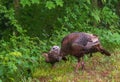 Female wild turkey and one chick looking into a forest Royalty Free Stock Photo