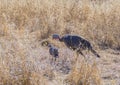 Wild Turkey Hen with One Chick Royalty Free Stock Photo