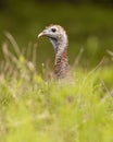 Wild Turkey hen pauses for portrait in Texas Hill Countreauty in full strut ng season Royalty Free Stock Photo