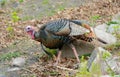 Wild Turkey Hen Walking Across Field