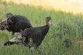 Wild turkey hens and chicks Royalty Free Stock Photo